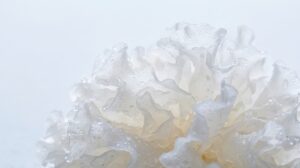 Tremella fuciformis snow mushroom used as a skincare hydrator